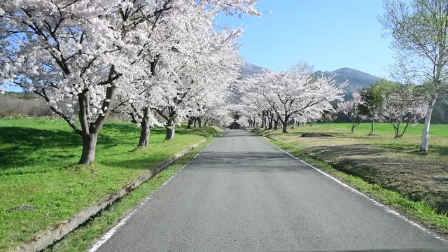 cherry blossoms and road in Japan