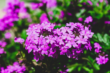 Fototapeta premium flower
