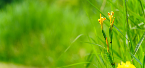 panoramic view of Yellow flag iris on green color bokeh background, yellow iris