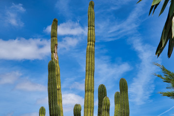LANZAROTE, CANARY ISLANDS, SPAIN - APRIL 15, 2019: High cacti against a blue sky. Themed Rancho Texas Park on Lanzarote Island.