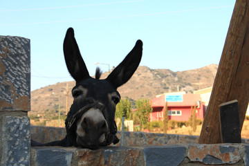 A donkey looks at the camera on the hills background on a sumer day