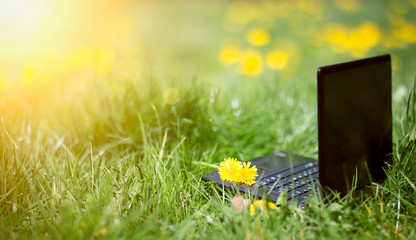 Online learning, e-learning, sunny summer concept, laptop in the grass with flowers