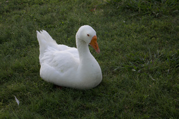 Sitting white goose