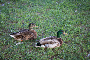 Two ducks in grass