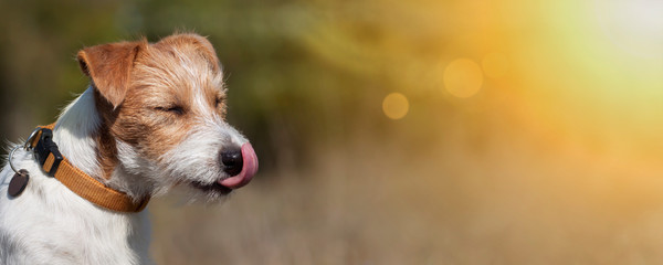 Funny happy pet dog licking his mouth, hot summer concept, web banner with copy space