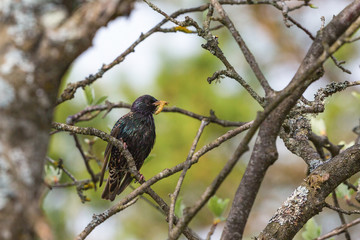 Obraz premium Starling with a caterpillar