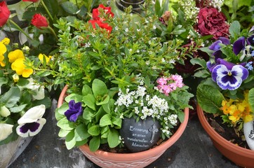 Pflanzschalen mit Blumen und Herz auf dem Friedhof zur Erinnerung
