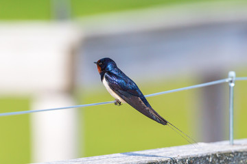 Barn swallow