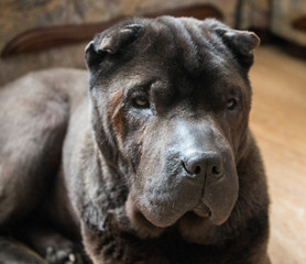 Naklejka premium shar pei black dog portrait