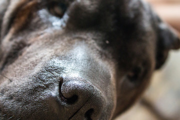 shar pei black dog portrait