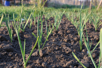 Garlic. Shoots of garlic in the garden. Planting garlic.