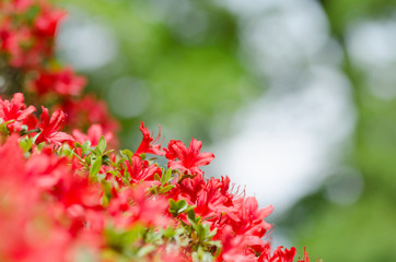 真っ赤なツツジの花