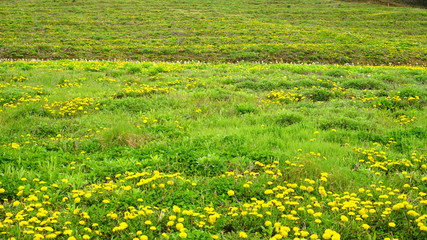 a dandelion field2