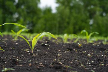 Farmer field with small young sprouts Corn