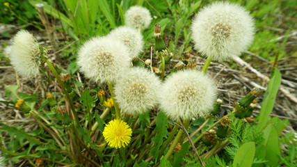 dandelions3