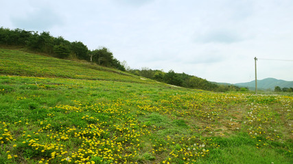 a dandelion field4