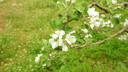 apple blossoms1