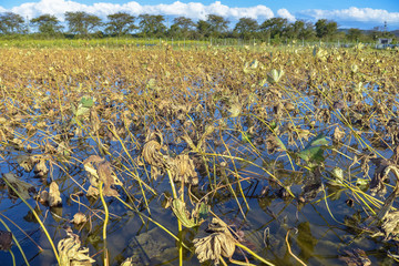 Obraz premium 秋の蓮畑