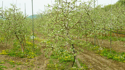 apple blossoms4