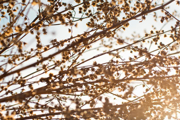 dry autumn grass. grass in the field