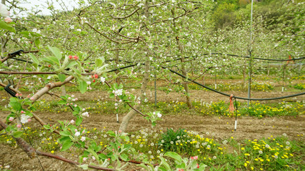 apple blossoms 7