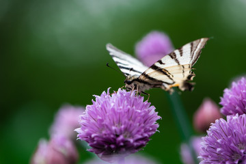 Scarce swallowtail – Iphiclides podalirius. Beautiful butterfly on purple flower, blurred green background.