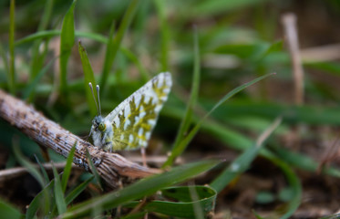 Butterfly in grass