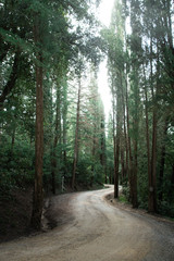 Dirt road in forest