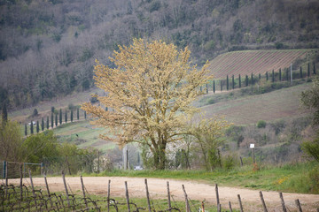 Tree standing on its own by a road