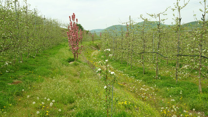 apple blossoms 9