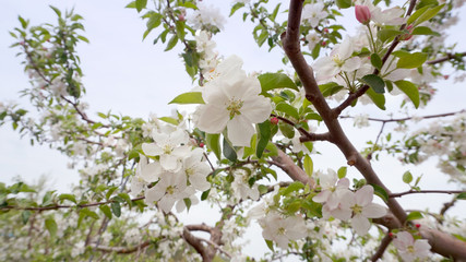 apple blossoms 9