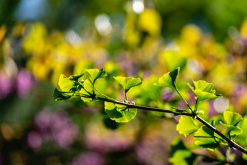 Close-up brightly green leaves of Ginkgo tree (Ginkgo biloba), known as gingko, in soft focus against green, purple and yellow bokeh background. Natural light of sunny day. Nature concept for design