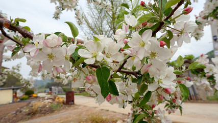 apple blossoms 14