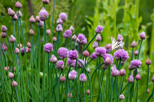 Lush Flowering Chives In The Garden. Spring Vegetable Garden.