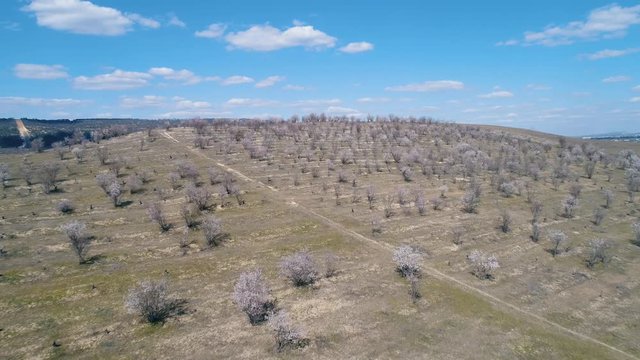 Aerial view of fruit bare trees on a field in early spring against blue sky with clouds in sunny day. Shot. Picturesque countryside view