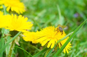 bee collects honey from a yellow flower macro