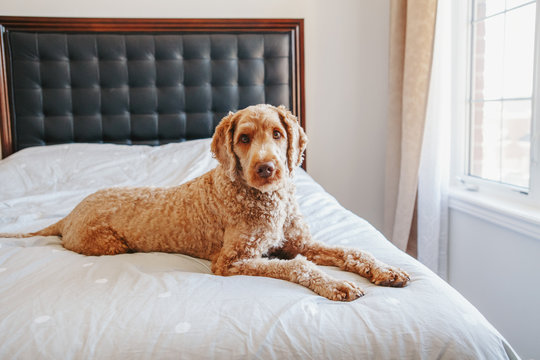 Cute Adorable Shameless Red-haired Pet Dog Lying On Clean Bed In Bedroom At Home. Bold Domestic Animal Poodle Goldenhoodle Terrier Sitting On Bedroom Furniture.