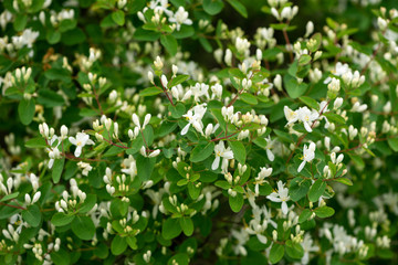 Lush flowering bush honeysuckle tatarian (Lonicera tatarica)