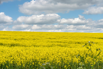 Beautiful yellow fields of blooming rapeseed crops, with blue sky and puffy clouds. Concepts of farming, agriculture