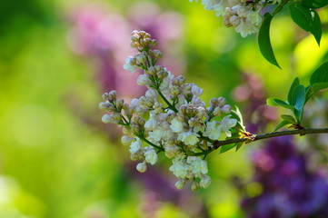 Blooming lilac flower - selective focus