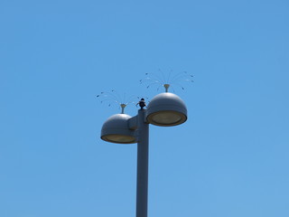 Starling Sits Between Two Anti-Bird Toppers on Light Poles at DFW Flounde's Plaza