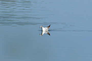 seagull flies over the surface of the water and catches fish