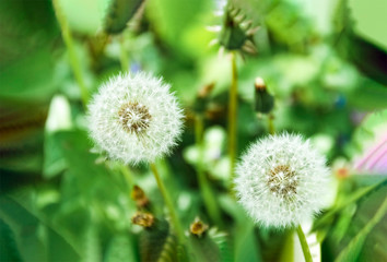 Dandelions on green background