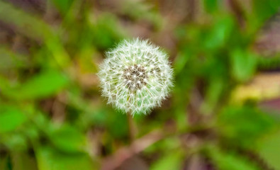Dandelion on green background