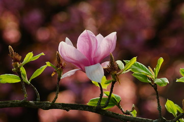 Beautiful pink magnolia. Indirect magnolia. Soulange magnolia