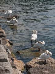 Swans cleaning feathers on shore of the lake Ontario