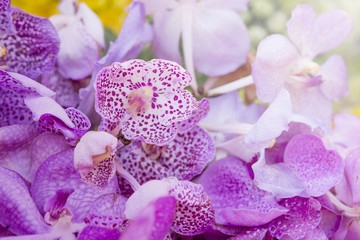 Closeup fresh purple orchid, nature concept background, outdoor day light, spring and summer season