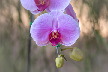 Closeup purple phalaenopsis orchid, Blossom purple orchid