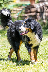 Portrait of a Bernese mountain dog outdoors. Mountain dog.