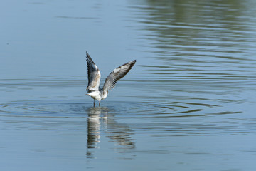 seagull flies over the surface of the water and catches fish